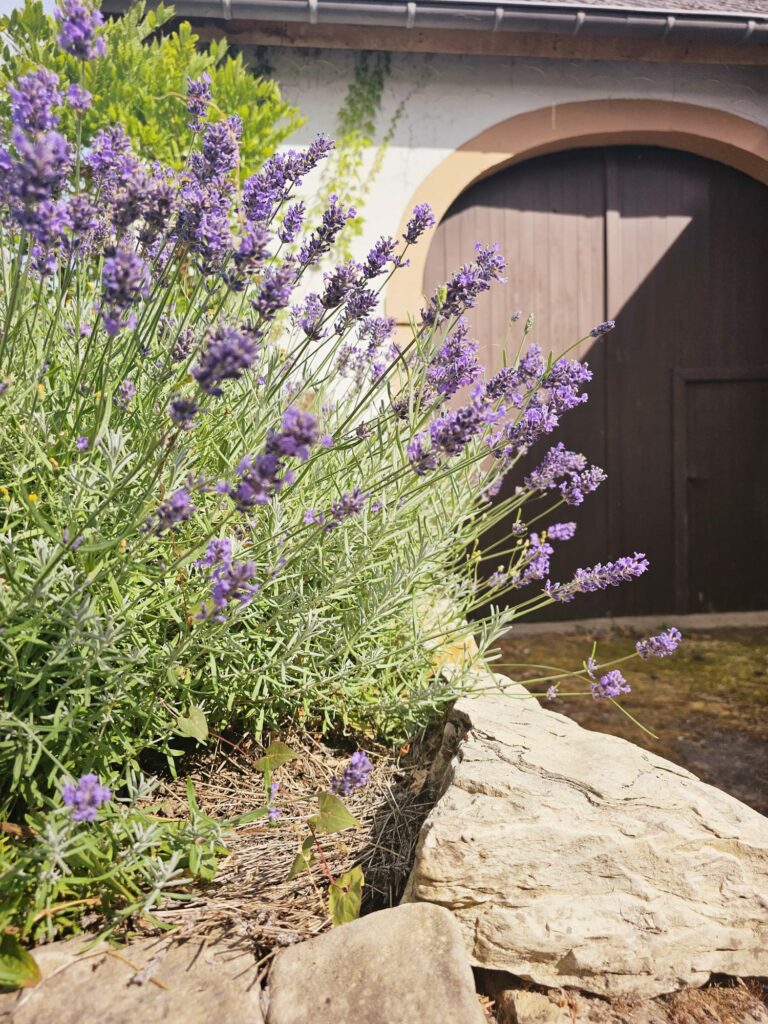 Giertensmühle Mesenich Lavendel